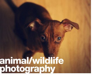Animal/Wildlife Photography
