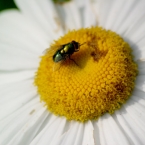 Doing a bee's job