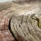 bark