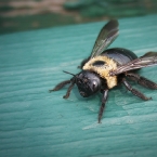 Mind Your Beesiness