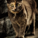 Choco-Kitty
