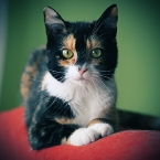 Classy Kitty
