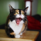 Crazy Kitty