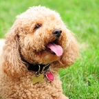 Doggie