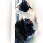 Kitty Climbs