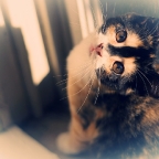 Kitty