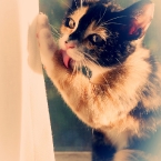 Kitty