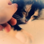 Kitty