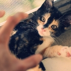 Kitty