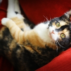 Kitty