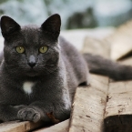 Mama Cat