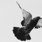 Old Pigeon