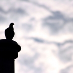 Pigeon Silhouette 