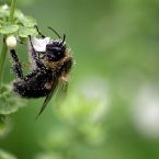 Pollen's Good!