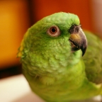 Toby