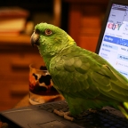 Toby