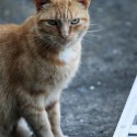 Alley Cat